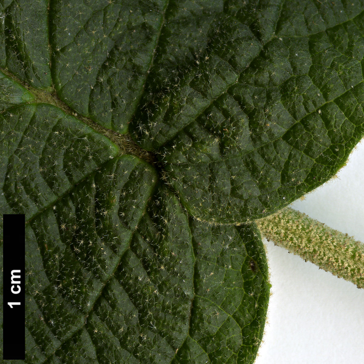 High resolution image: Family: Adoxaceae - Genus: Viburnum - Taxon: glomeratum - SpeciesSub: subsp. magnificum